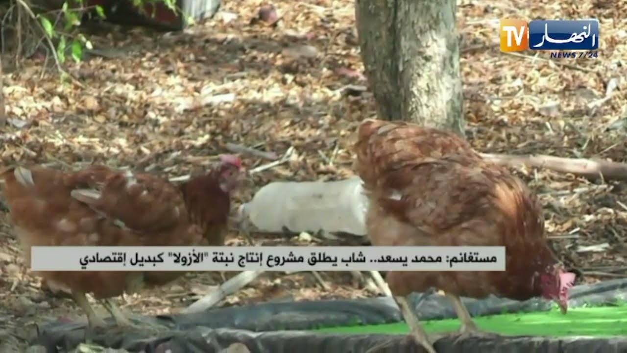 مستغانم: محمد يسعد..شاب يطلق مشروع إنتاج نبتة الأزولاكبديل إقتصادي