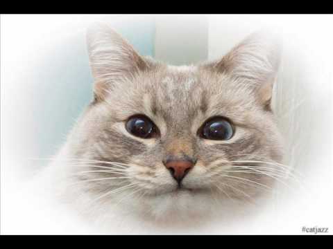 blini-kot---the-muscial-(cat-jazz-compilation)