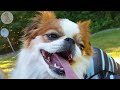 DOG TV: The Best Video Entertainment to Boredom & Anxiety for Dogs When Home Alone - Music for Dog