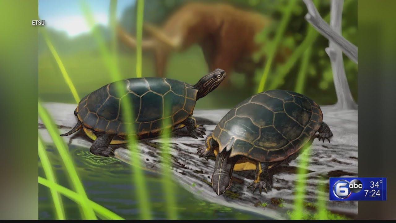 Researchers discover horned turtle species in ETSU’s Gray Fossil Site