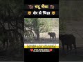 चंदू भैंसे का अब क्या होगा 😱 । animal shorts । #shorts #ytshorts