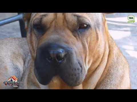 Afecciones dermatologicas en mascotas