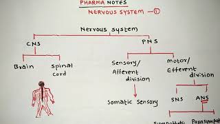 NERVOUS SYSTEM | PART -1 | BRAIN ANATOMY 