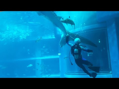 【海遊館】ジンベエザメの全長実測