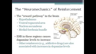 PSYC 370 Video Lecture - The "Neuromechanics" of Reinforcement