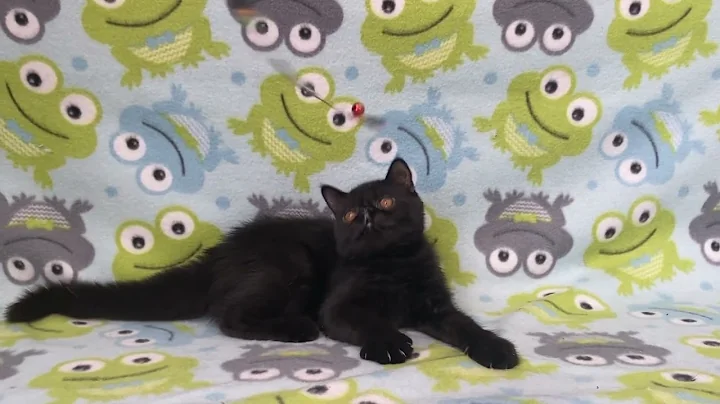 Video 3612141: exotic shorthair male kitten, exotic shorthair cattery, exotic shorthair black