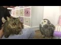 Snowy owl & Cat - Gufo delle nevi con gatto - Ivetta & Birba