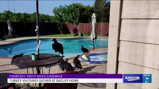 Turkey vultures gather at Bacliff home