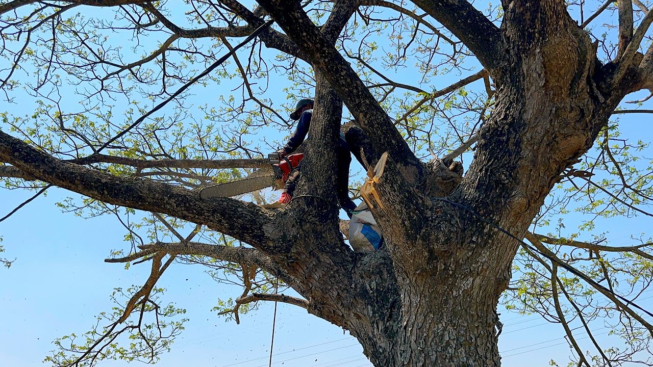 Excellent !! Cut down 2 old trembesi trees, Stihl ms 881 & Husqvarna ...