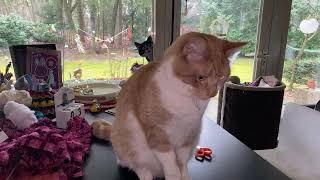 Download Lagu #3384 Koffiepraatjes en theeleutjes bij #MAAKHETMETMIRANDA MP3