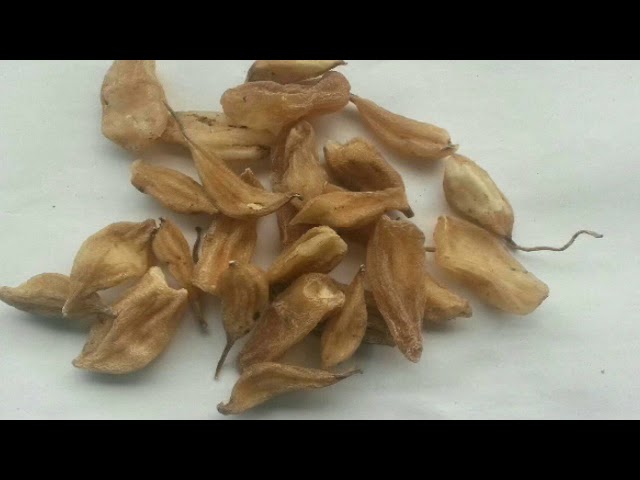 Корень ятрышника применение, показания, купить