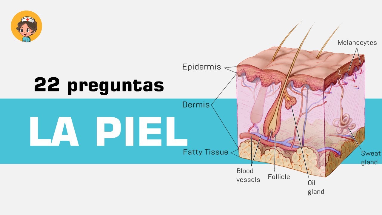 LA PIEL ► 22 preguntas y respuestas