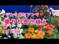 プリムラポリアンサロココ姫の華やかな寄せ植え　#プランツギャザリング