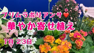 プリムラポリアンサロココ姫の華やかな寄せ植え　#プランツギャザリング