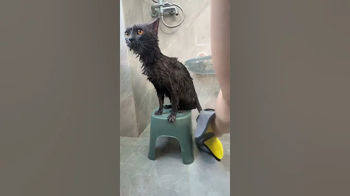 Video 11267111: kitten cats catlife, cat kitten bathing, best cat bath