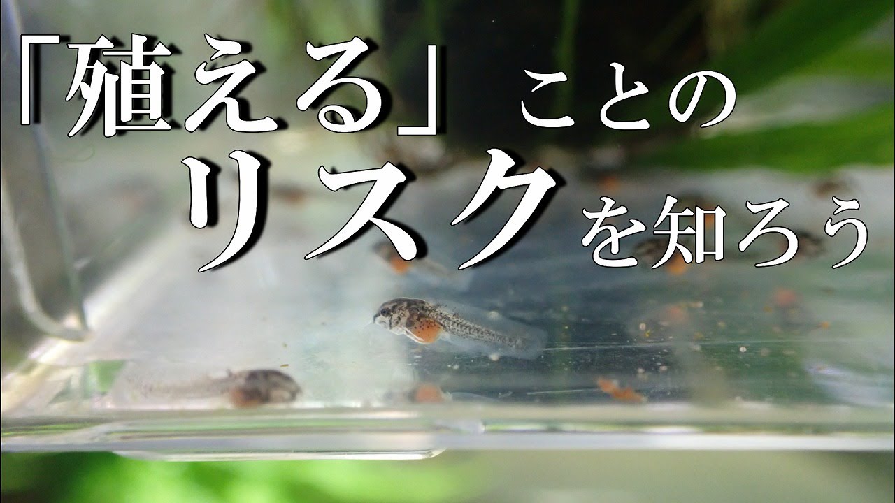 水槽内での繁殖が簡単な魚ほどリスクがある【アクアリウム】