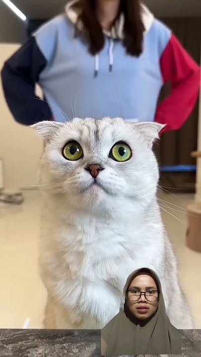 curi MAKANAN⁉️ #cat #funny #pets #cats #like #ytshorts #shorts #comedy #humor #love #viralvideo