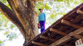 WRONG CALCULATIONS ON THE ROOF BECOMES A VICTIM‼️CUTTING THE LARGE TREMBESI TREE STIHL#MS660#MS070 by Wono Chenel 19,933 views 4 months ago 27 minutes