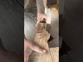 Making Wooden Replica Butt #woodscraft #woodworking #wooddesigner #classicwood #shorts #song #short
