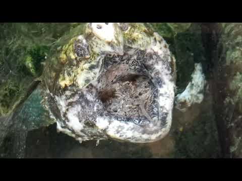 Alligator Turtle Mimic Worm