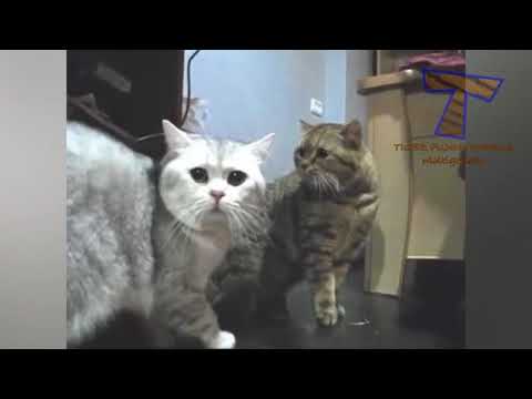 Видео: Сърдечна недостатъчност, конгестивна (дясна) при котки