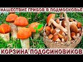 ❗ГРИБЫ ПОДОСИНОВИКИ МАССОВО РАСТУТ В ЛЕСАХ ПОДМОСКОВЬЯ👉 КОРЗИНА ГРИБОВ.🍄Подберёзовики растут на Даче