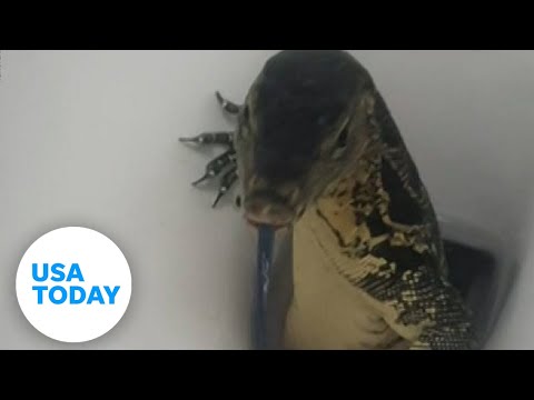 Monitor lizard pops out of woman's toilet | USA TODAY