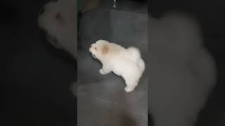 cute chow chow puppy walking and playing❤#trending #shortfeed #viral #funny #dog