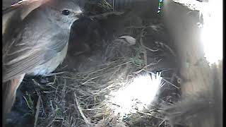 Redstarts hatch and get fed by monsterbug. Amazing