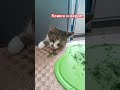 Кошка любит окроп #кошки #кошка #кот