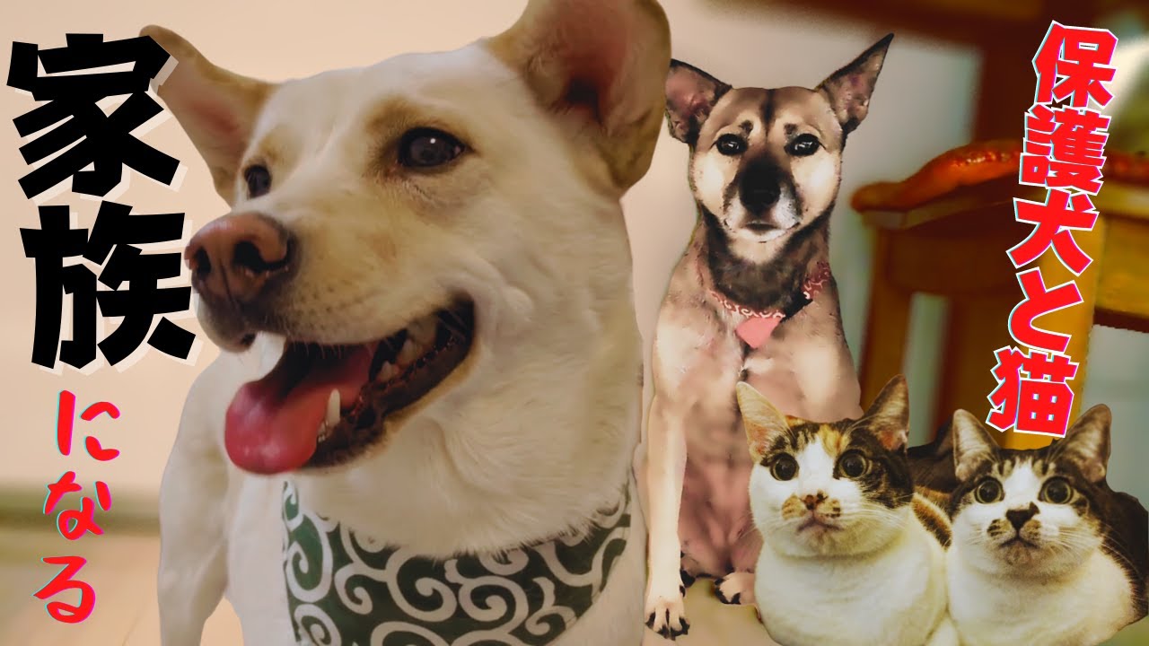 22最新のスタイル 三姉妹犬のママさん専用 洗剤 柔軟剤 Solarchio Com Br