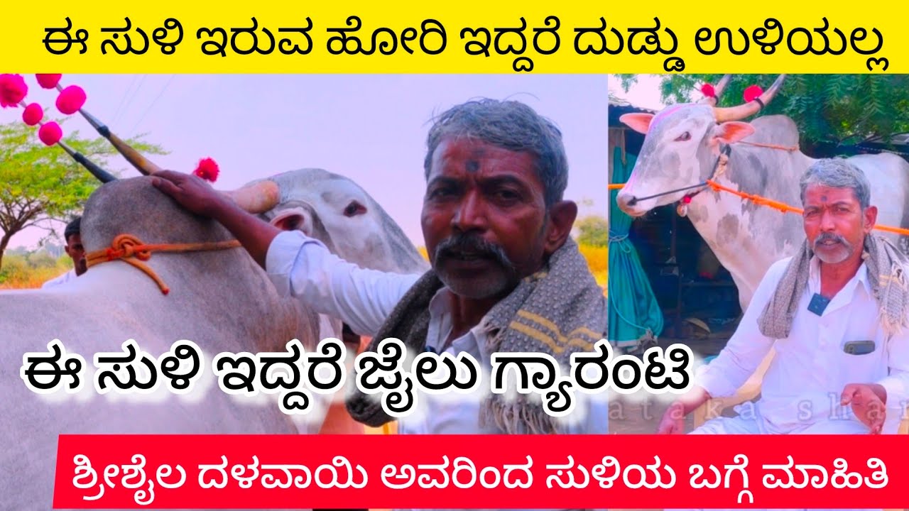 ಹೋರಿ ಸುಳಿ ಬಗ್ಗೆ ಮಾಹಿತಿ | तिकुंडी राजा मालक श्रीशैल दळवाई बैलाचा सुळी बद्दल संपूर्ण माहिती#indiancow