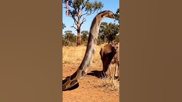 Kangaroo FIGHTS Back Against Deadly Snake Attack! 🐍🦘#animals #viralvideo #wildlife #explore