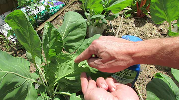 The Green Cabbage Looper: Identification & Treatment with Neem Oil - TRG 2014