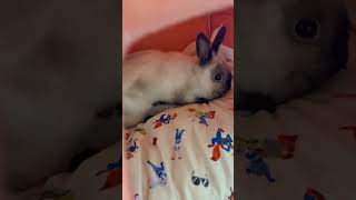 見つかった?/ USAGI GEAR SOLID #うさぎのいる暮らし #rabbit #bunny #うさぎ #メタルギアソリッド