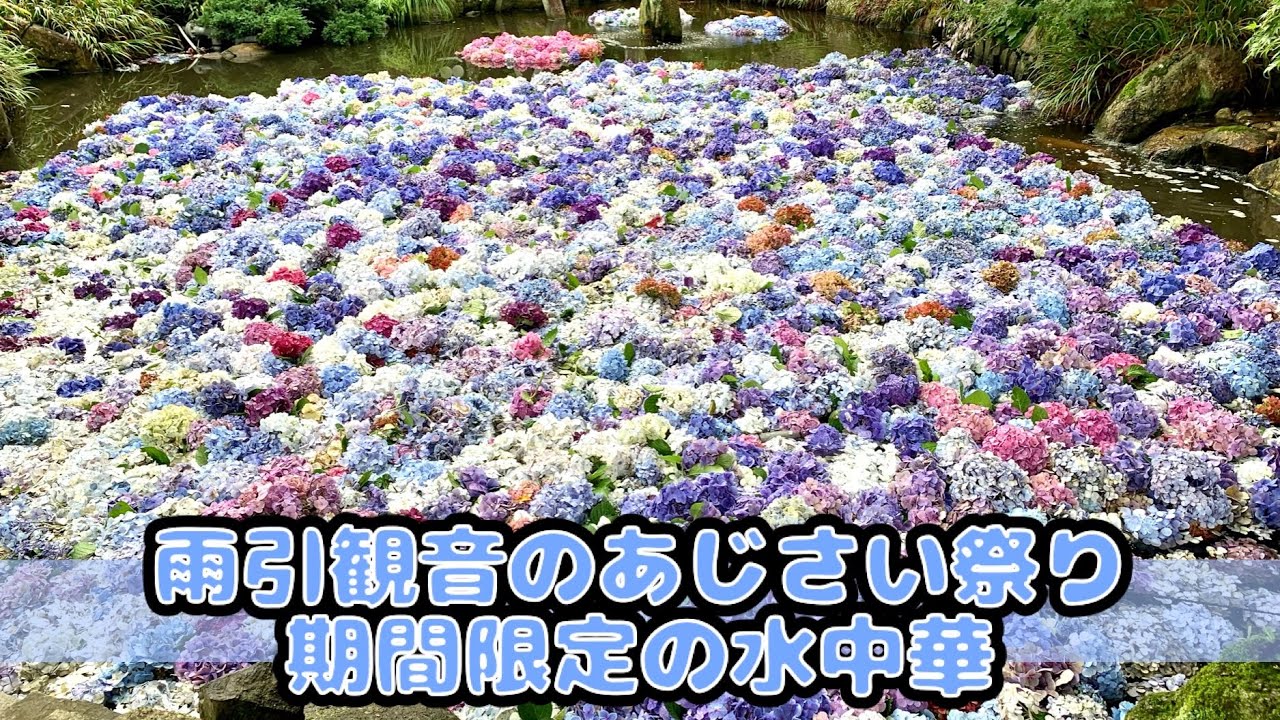 紫陽花 雨引観音のあじさい祭で期間限定の水中華を見てきた 花手水 I Saw Underwater Flowers At The Amabiki Kannon Hydrangea Festival Youtube