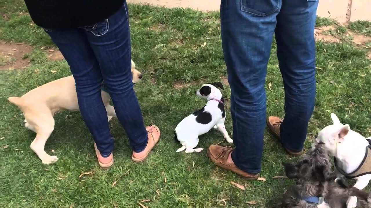 Puppies Playing At The Bark Park Costa Mesa CA CUTE YouTube puppies-playing-at-the-bark-park-costa-mesa-ca-cute-youtube
