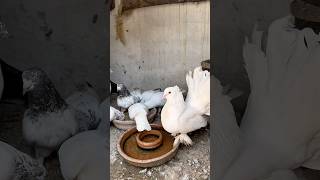 🕊️❤️