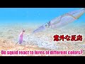 アオリイカの反応はどう変わる?異なる色のエギを同時に動かして反応を検証した【水中エギング】
