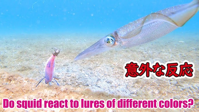 How Squid React To Weighted vs Floating Jigs (Underwater Squid Fishing) 
