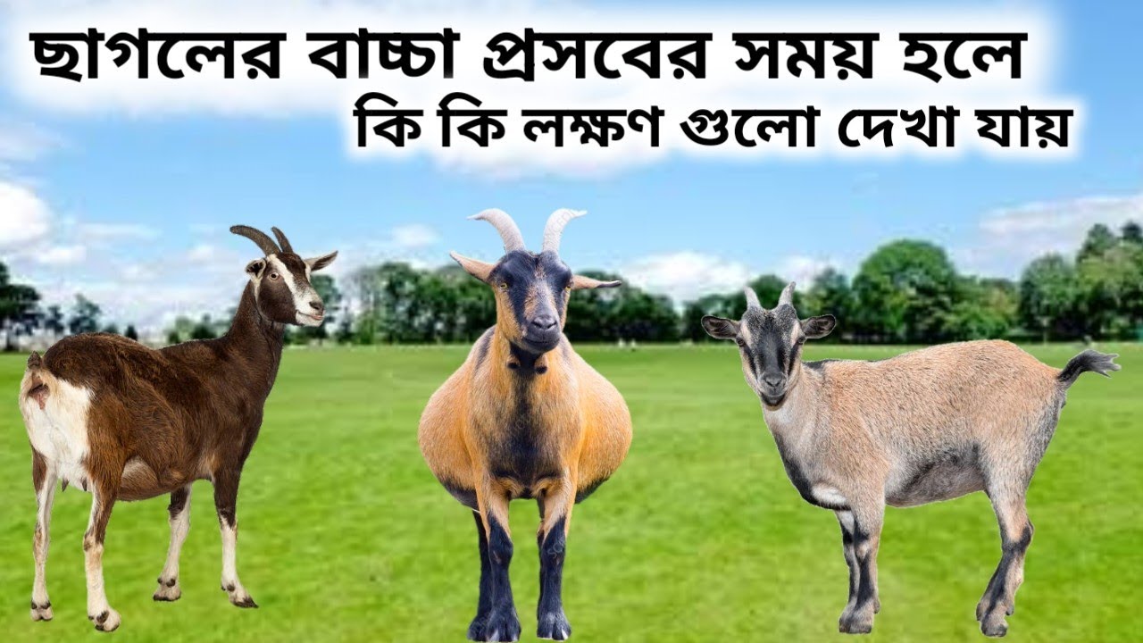 ছাগলের বাচ্চা দেওয়ার সময়ের লক্ষণ গুলি কি কি || What are the symptoms of giving birth to a kid?