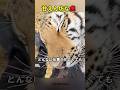 猫みたいに甘えん坊な虎