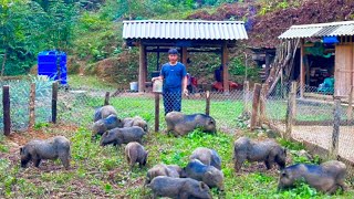 DAU alone Expands the pig barn. Prepare a sow about to give birth. TU came to visit his mother