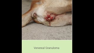 Venereal granuloma in dog #animals @DrAlokVetClub