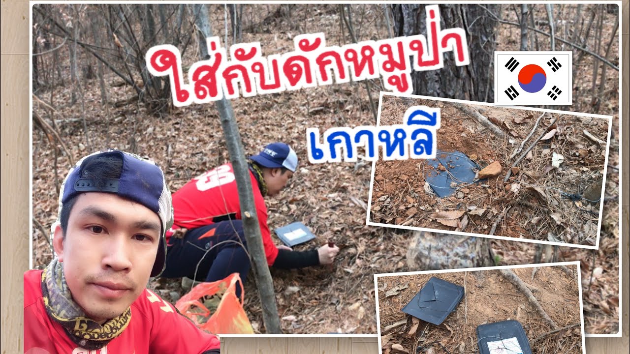 ใส่กับดักหมู่ป่า แบบนี้จะได้ไหม ไปเบิ่งกันครับ [หมูป่า]EP.2