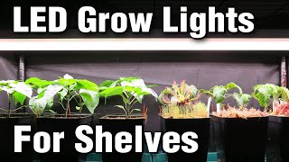 LED Grow Lights for Shelf System Gardening: SF300/SF600 vs T12 T5 Fluorescent (Spider Farmer Review)