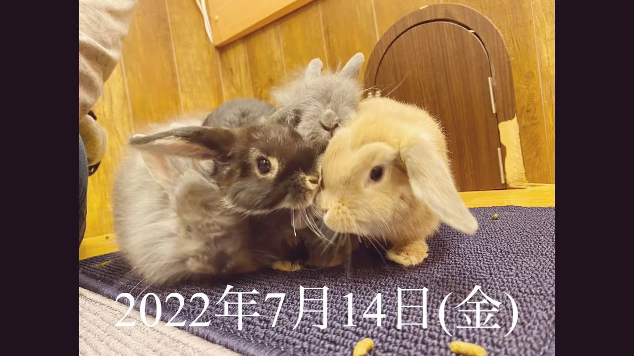 子うさぎちゃんたちお迎えしました！【2022年7月14日】今日のうさちゃん達　　by うさぎカフェ もふれる 【Rabbit cafe Moff-rell】