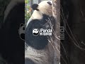 Cute Moment Between Panda Mom And Cub | iPanda #shorts