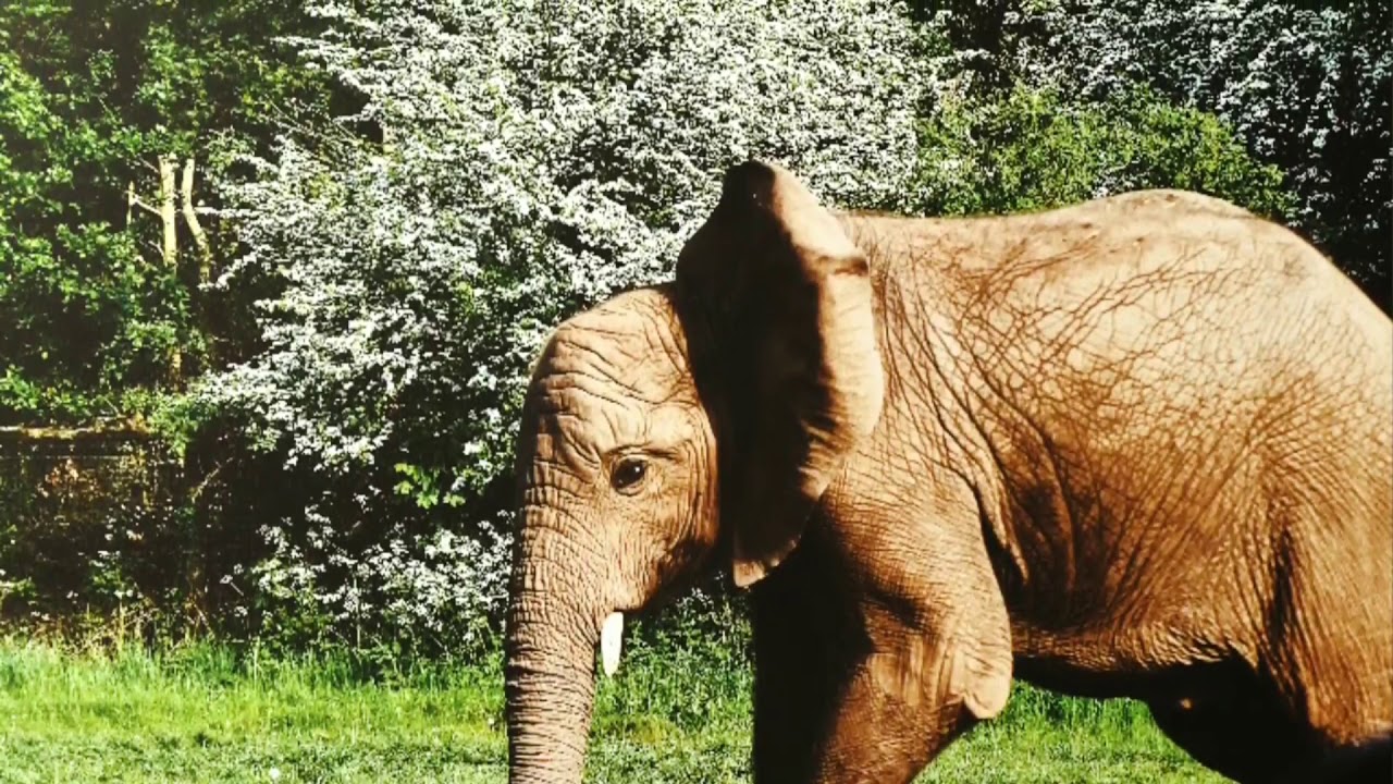 Suara Hewan Ada Gajah Harimau Singa Sapi Kambing Zebra Kuda dll - YouTube