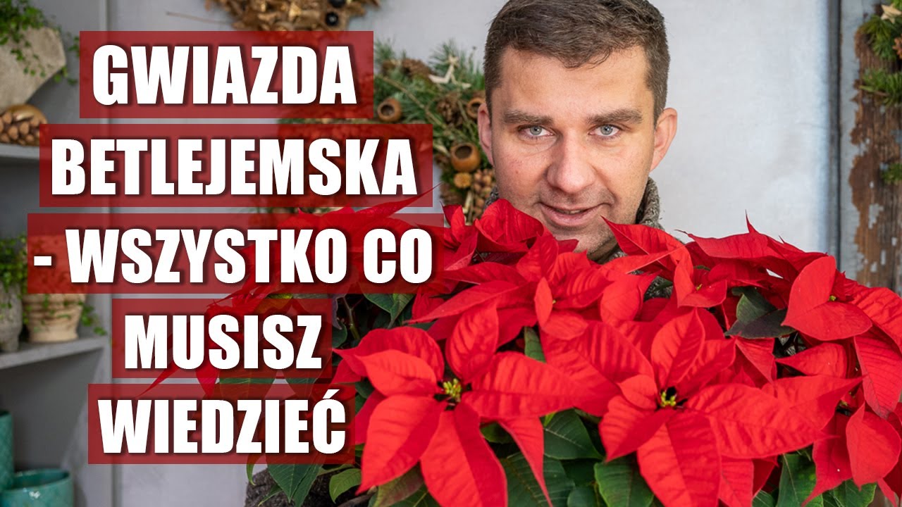 Dlaczego gwiazda betlejemska gubi zrzuca liście? Dlaczego liście żółkną, zwijają się i opadają?